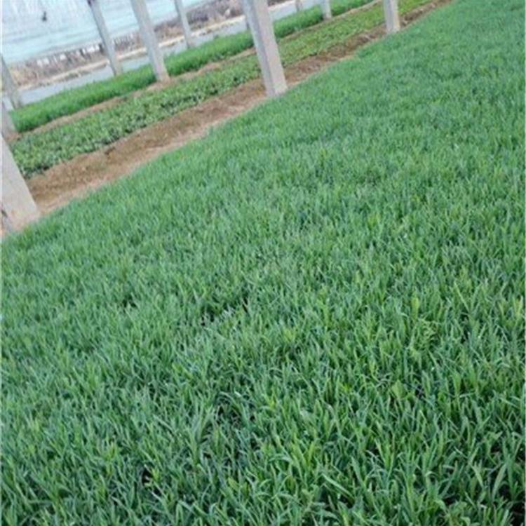 平枝荀子价格 平枝荀子图片 平枝荀子造型盆景庭院绿化树苗