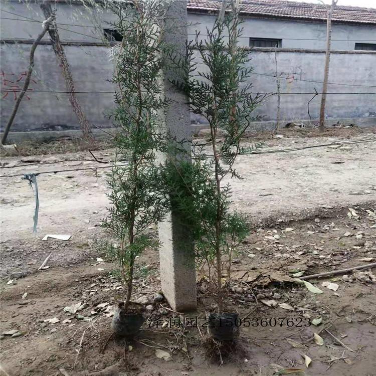 栀子花等 草花原产地  花卉种子供应商  量大从优