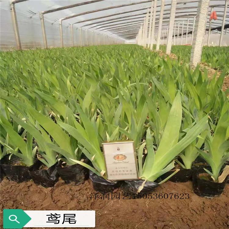 黑心菊 草花原产地  时令花卉电话咨询  量大从优