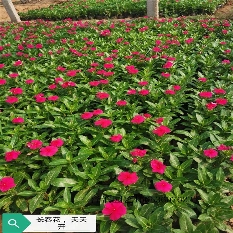 太阳花 草花基地  花卉种子出售  量大从优
