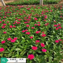 太阳花 草花基地  花卉种子出售  量大从优