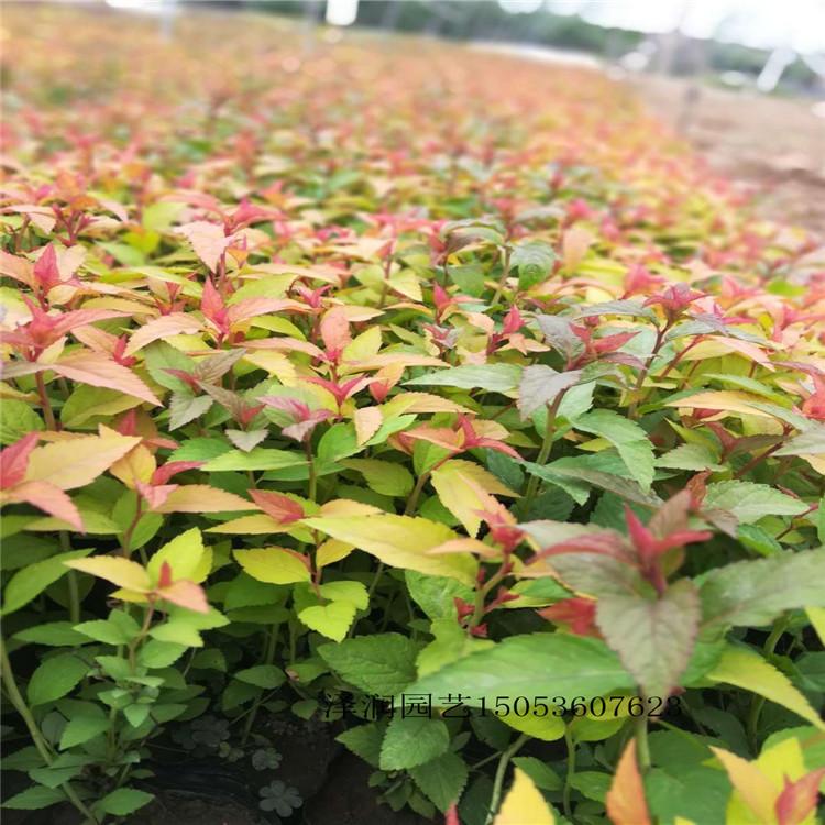 栀子花等草花原产地 时令花卉电话咨询  量大从优