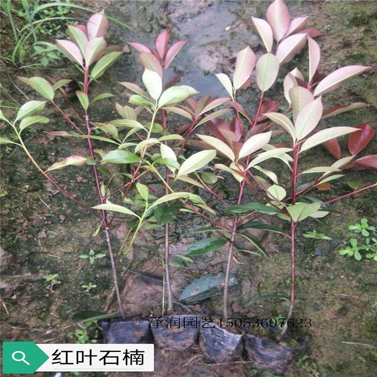马鞭草原产地 半枝莲出售  量大从优
