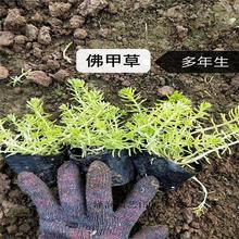 美人蕉草花 天津太阳花基地  量大从优