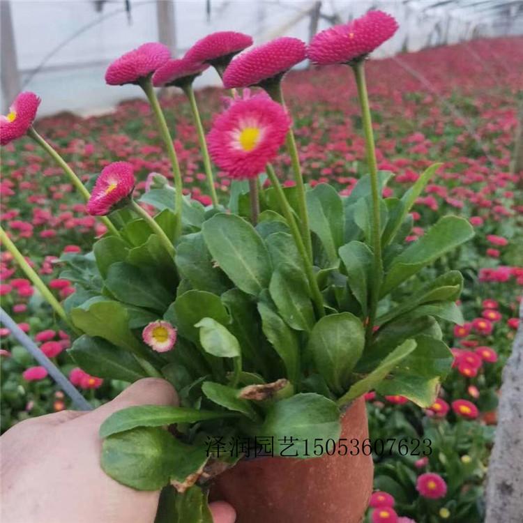 一串红 草花批发  水生植物供应商  量大从优