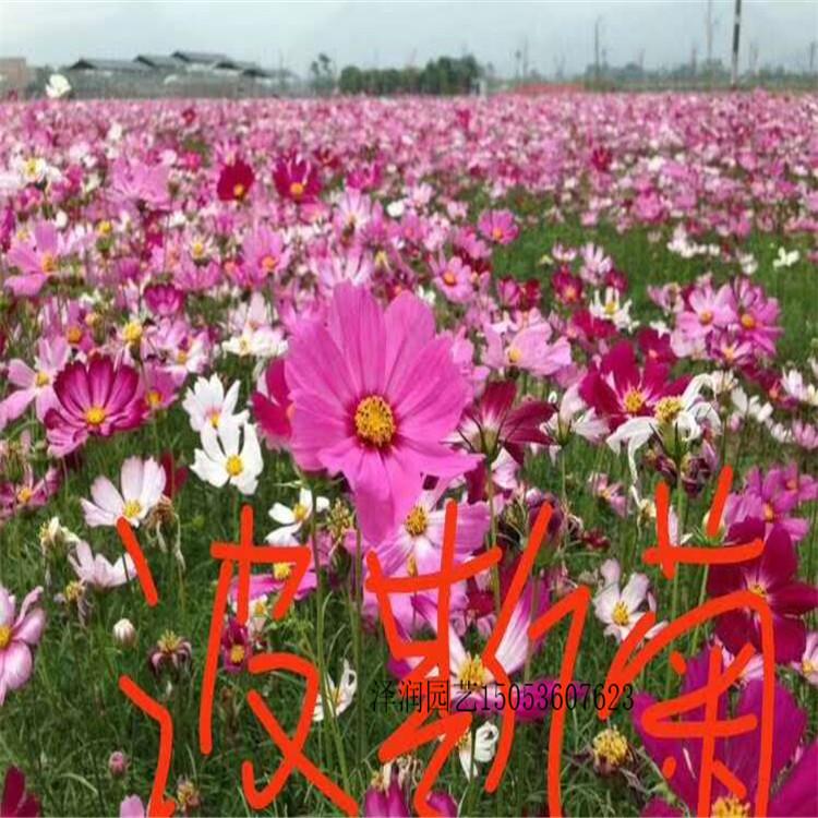 金娃娃萱草 草花价格  大花马齿苋基地  量大从优