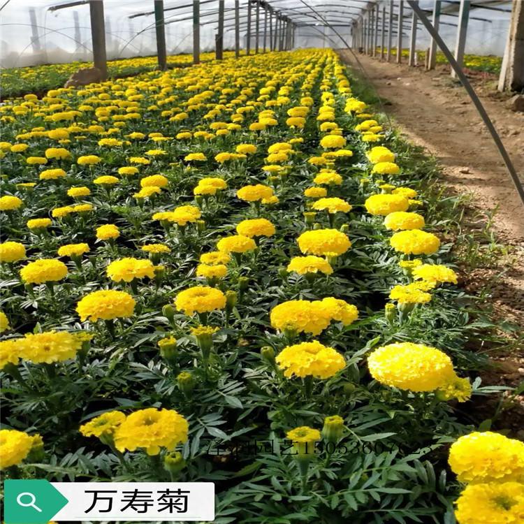 多头光环栽植草花基地 天津太阳花价格实惠  量大从优