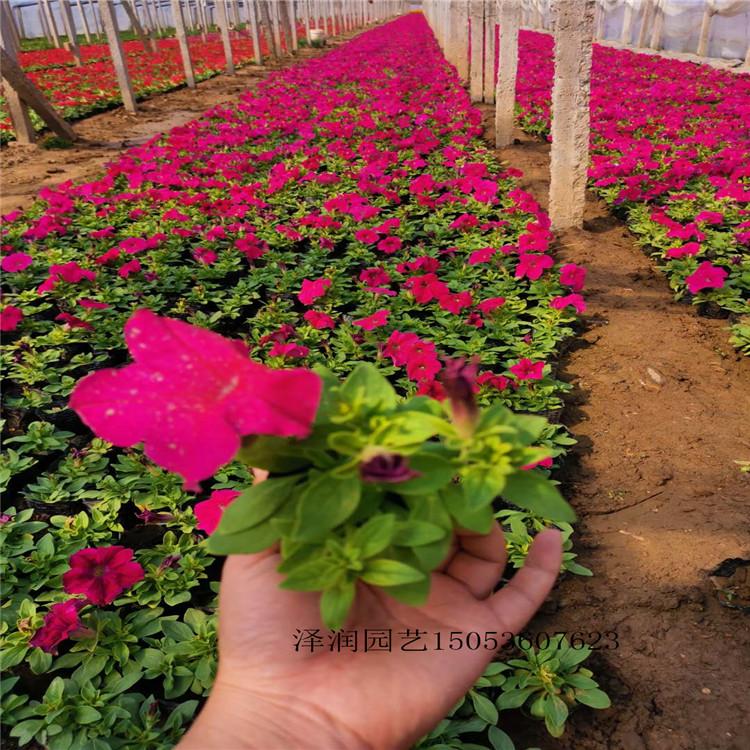 金盏菊草花出售 天津太阳花基地  量大从优