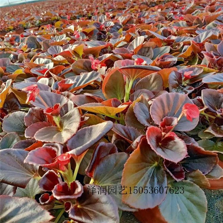 二月兰 草花原产地  水生植物基地  量大从优