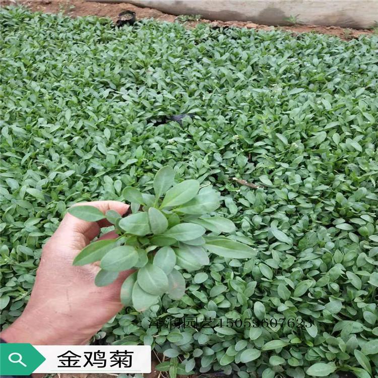 小龙柏 草花批发  北海道黄杨原产地  量大从优