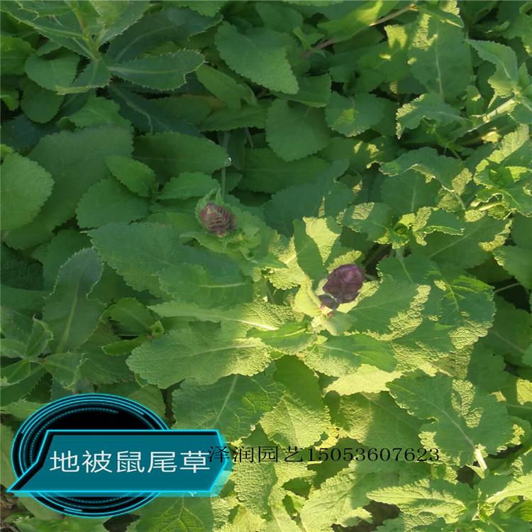 报春 草花批发  天津太阳花价格实惠  量大从优