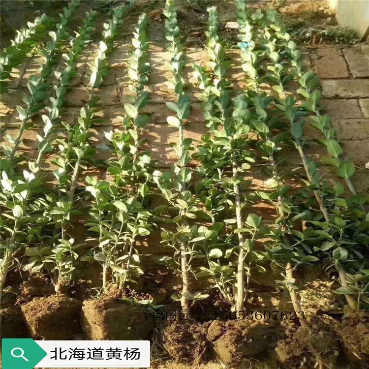 黄菖蒲 草花价格  北海道黄杨原产地  量大从优