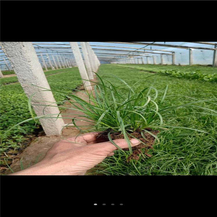 冬青 草花基地  时令花卉供应商  量大从优