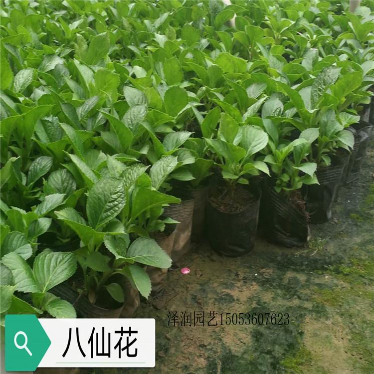 翠菊 草花供应商  半枝莲电话咨询  量大从优