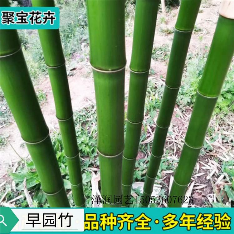 雏菊 草花基地  水生植物原产地  量大从优