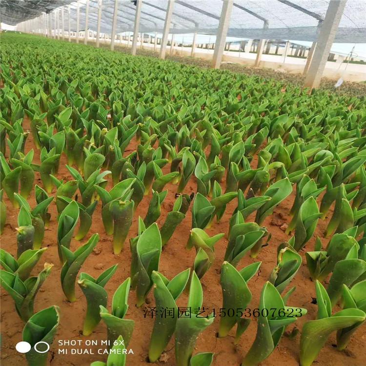 羽衣甘蓝 草花出售  花卉种子价格实惠  量大从优