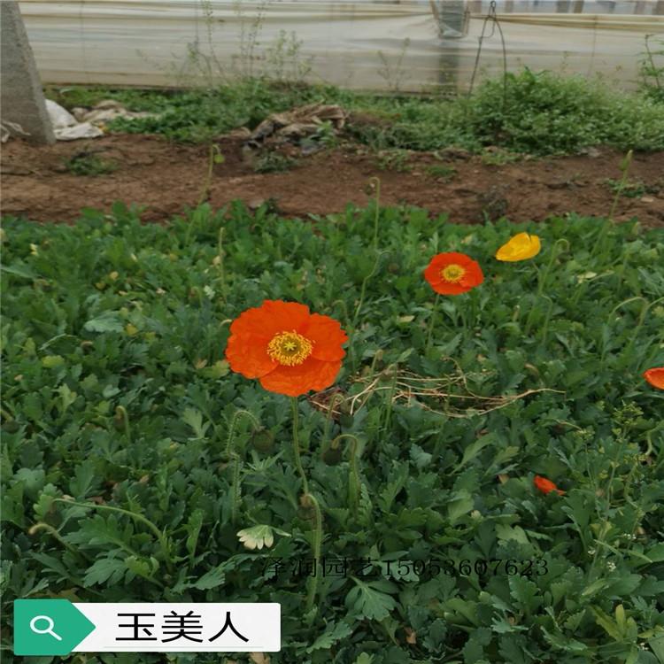 玉坠批发 草花基地  半枝莲原产地  量大从优