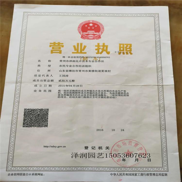 婆婆纳 产地  大花马齿苋价格实惠  量大从优