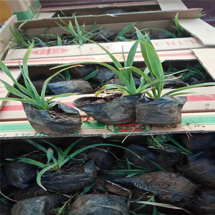 羽扇豆 草花基地  水生植物价格实惠  量大从优