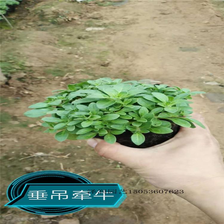小香蒲 草花供应商  半枝莲价格实惠  量大从优