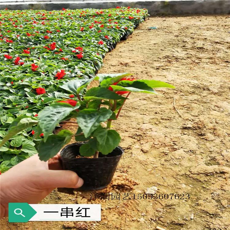 玉露寿养殖 草花批发  北海道黄杨出售  量大从优