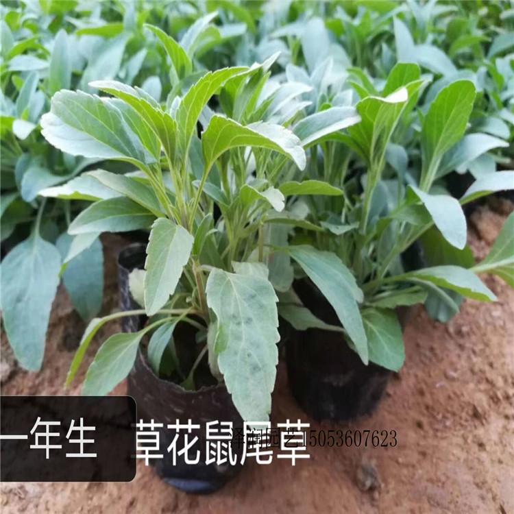 红叶景天 草花批发  天津太阳花供应商  量大从优
