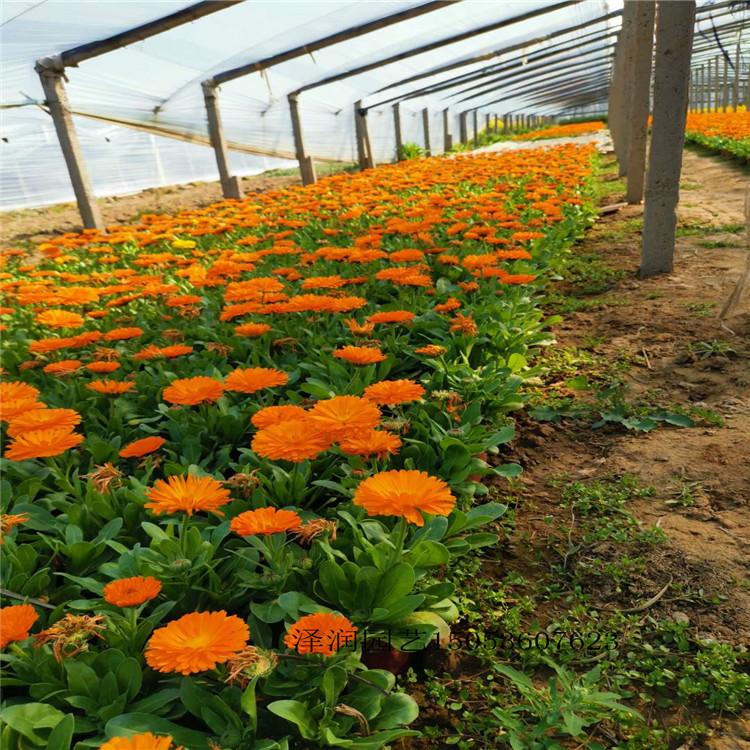 千屈菜 草花出售  时令花卉原产地  量大从优