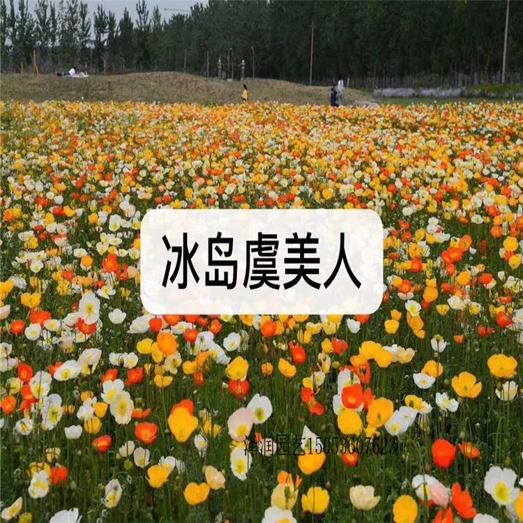 美人蕉 草花原产地  大花马齿苋电话咨询  量大从优