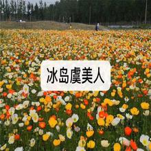 美人蕉 草花原产地  大花马齿苋电话咨询  量大从优