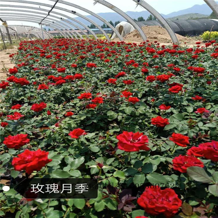 紫牡丹出售草花价格 大花马齿苋价格实惠  量大从优