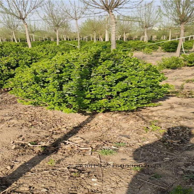 世纪红叶 草花出售  水生植物电话咨询  量大从优