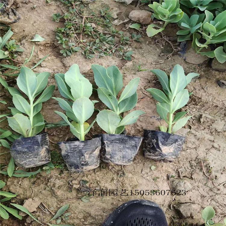 唐扇繁殖草花基地  大花马齿苋出售  量大从优