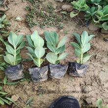唐扇繁殖草花基地  大花马齿苋出售  量大从优