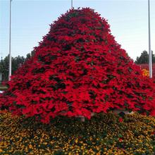 福禄考草花批发 半枝莲基地  量大从优