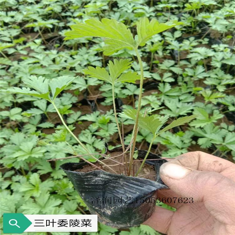 海棠草花 半枝莲原产地  量大从优