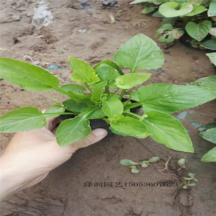 德国景天 草花价格  天津太阳花出售  量大从优