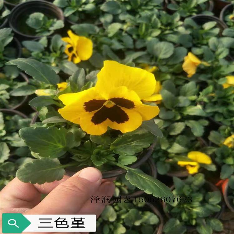 麦冬草 草花基地  时令花卉基地  量大从优