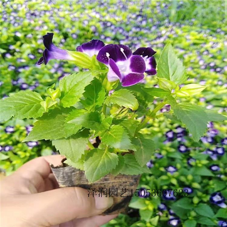 花叶芦苇 草花供应商  花卉种子电话咨询  量大从优