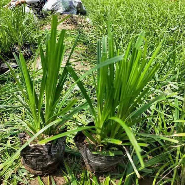 青绿苔草价格       青绿苔草小苗直销