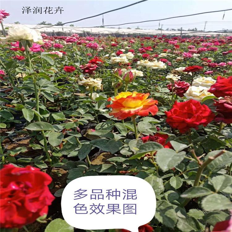 大花月季树 批发 垂吊牵牛  基地价销售