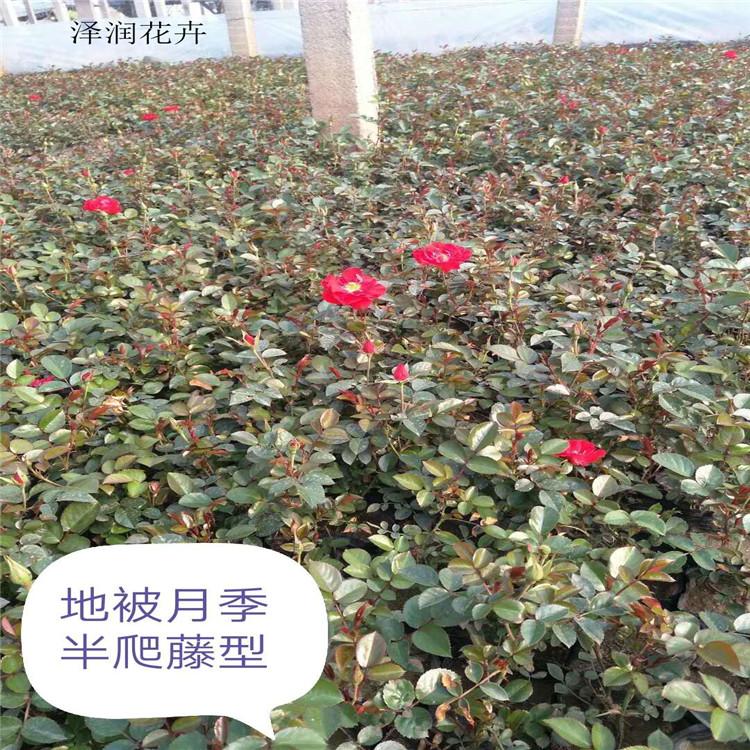欧洲月季 零售 鸡冠花  价格优惠