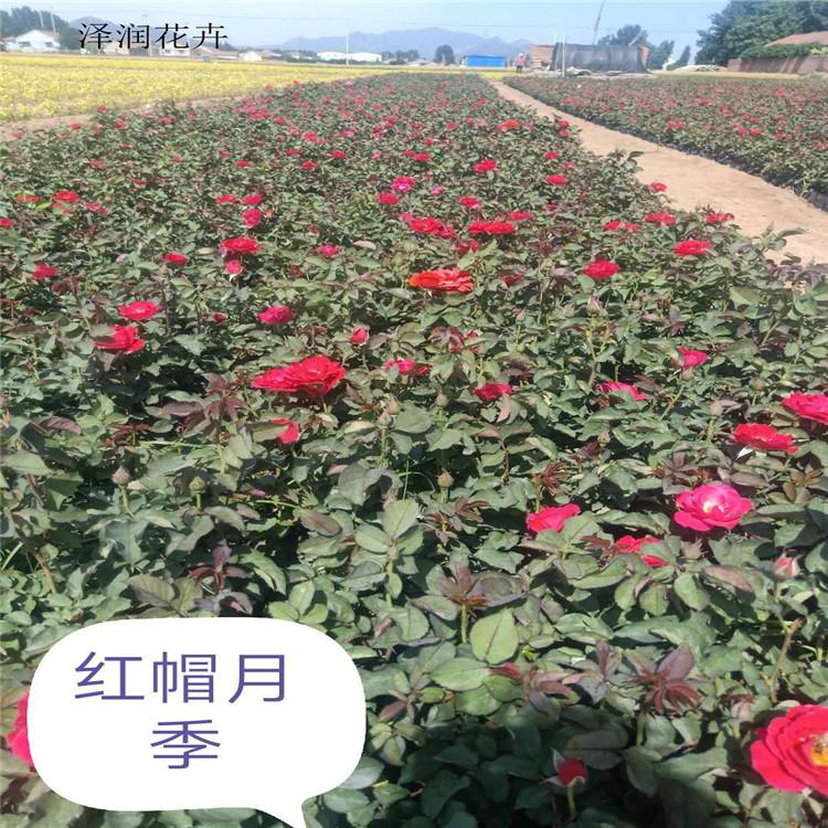 蔷薇月季 产业园 五色草  零售平台
