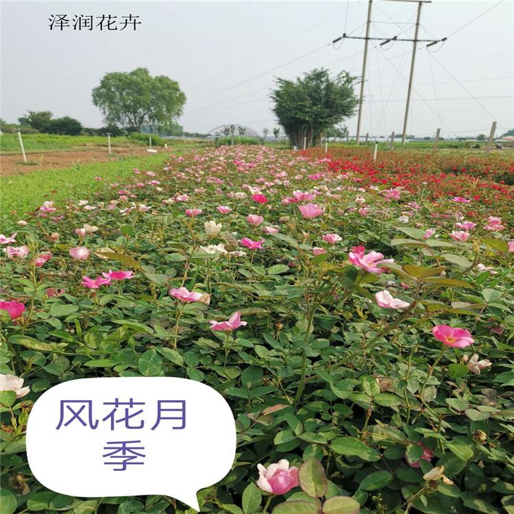 微型月季 价格 垂吊牵牛 主产地直销