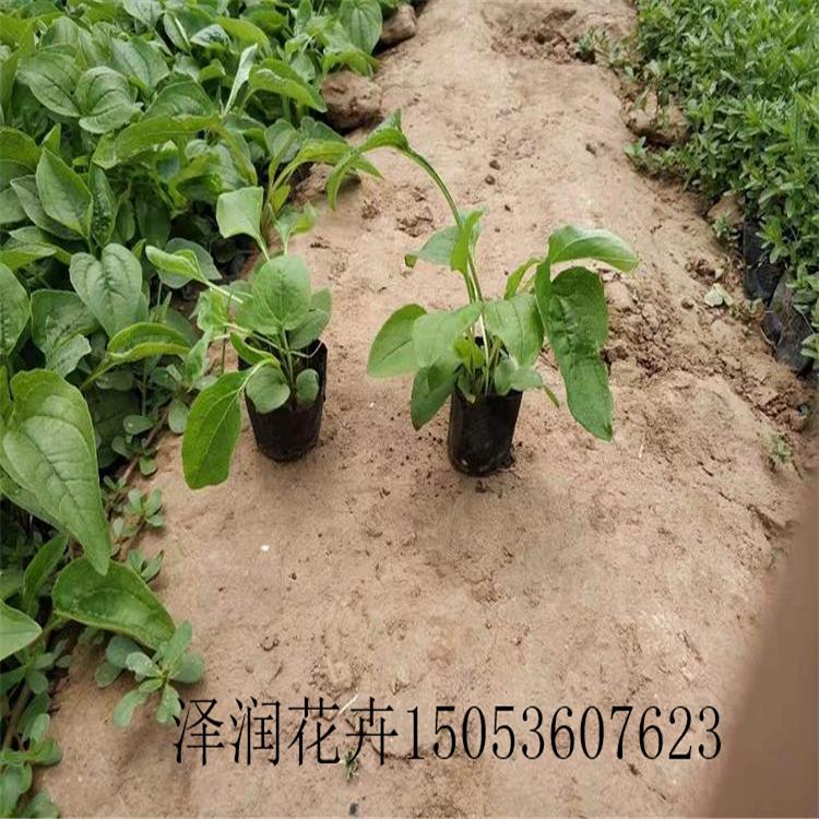 地被菊  批发  二月兰 批发价