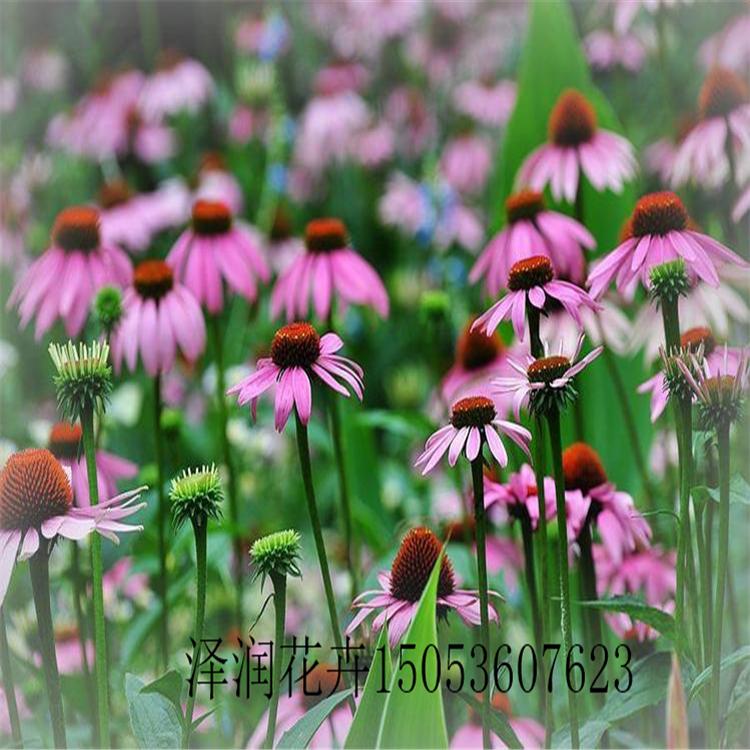 蛇鞭菊  小苗价格  大花秋葵 花苗