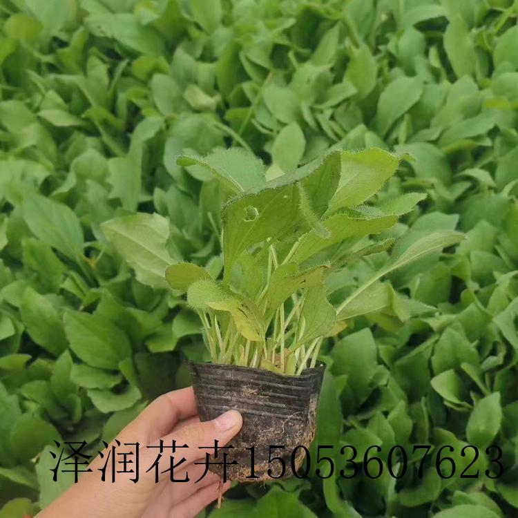 绣线菊  花苗  千屈菜 花苗