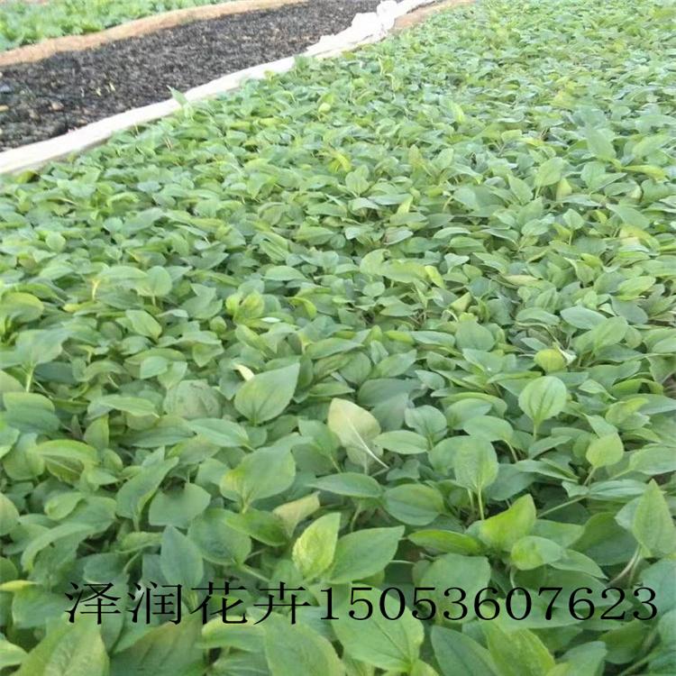 蛇鞭菊  小苗价格  婆婆纳 小苗价格