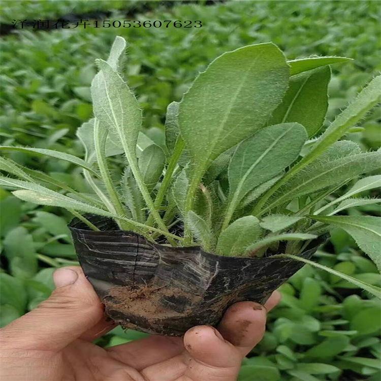 蛇鞭菊  直销  蛇莓 批发价