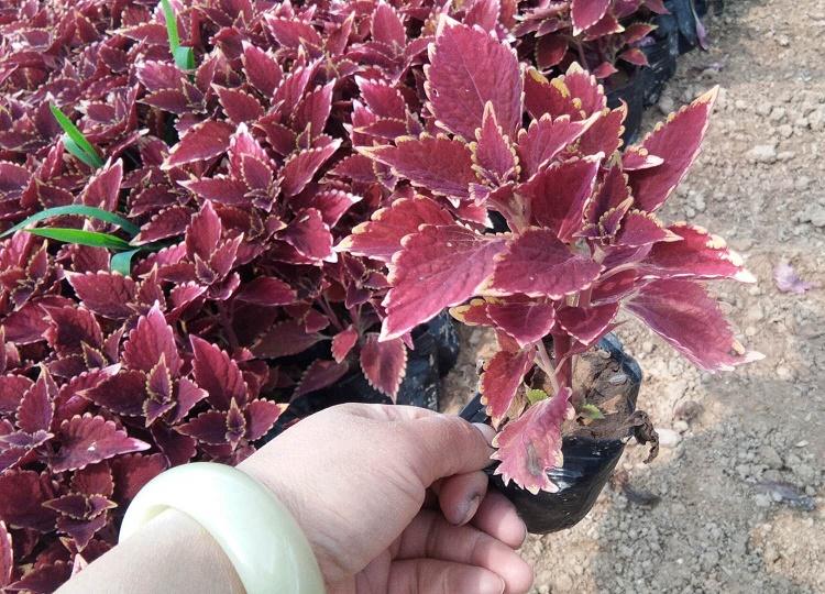 欢迎致电 彩叶草种植基地 彩叶草基地 彩叶草价格