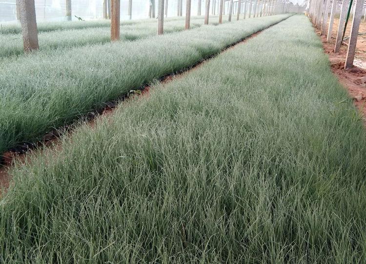 供应粉黛乱子草价格 粉黛乱子草苗价格欢迎咨询